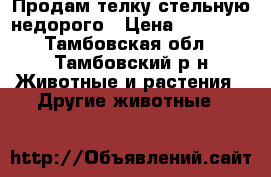 Продам телку стельную недорого › Цена ­ 50 000 - Тамбовская обл., Тамбовский р-н Животные и растения » Другие животные   